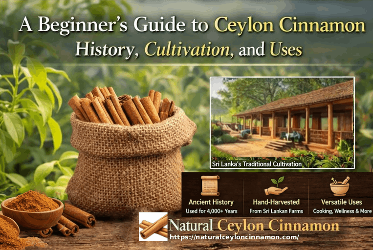 A Beginner’s Guide to Ceylon Cinnamon_ History, Cultivation, and Uses
