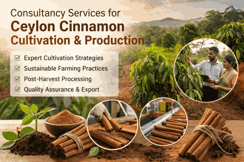 Consultancy Services for Ceylon Cinnamon Cultivation and Production